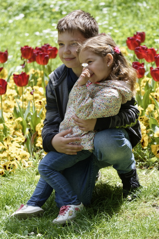 20 - A quiet moment in a vibrant field of red and yellow tulips